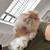 Netherland dwarf bunnies 4 thumbnail