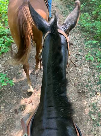 Mule 1