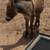 Miniture donkey 1 thumbnail