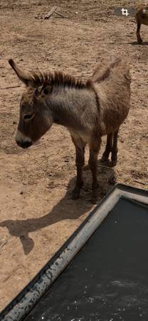 Miniture donkey 1