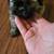 Shih tzu 2 thumbnail