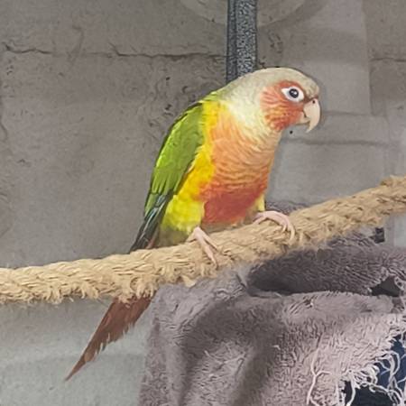 Aves Conure (Hempstead)