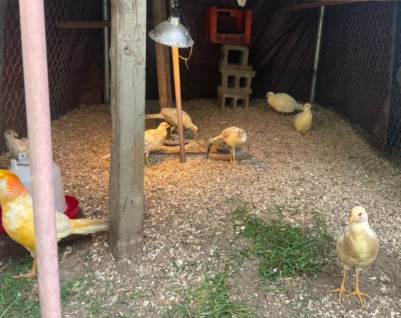 Peach golden pheasants 1