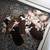 Akc standard Australian sheperds 1 thumbnail