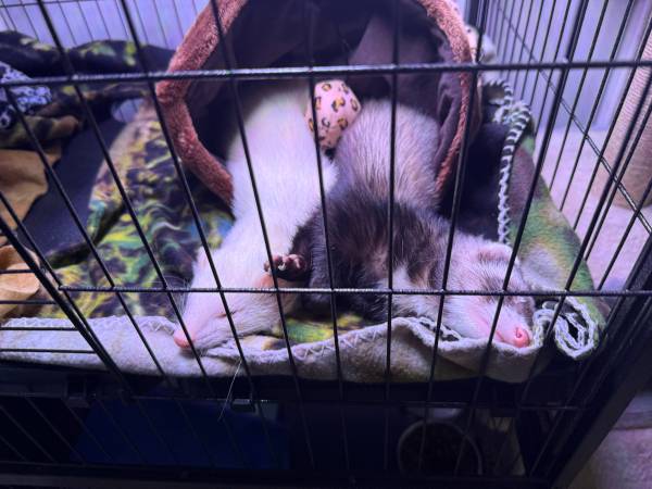 2 Bonded Ferrets 1