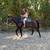 Gorgeous Black Quarter Horse for Sale 6 thumbnail
