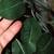 ARTIFICIAL TREE Faux PLANT Garden Patio Porch Cabana Bar Decoration 2 thumbnail