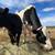 Holstein Milking Cow and Highland Cross Calf 1 thumbnail