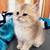 British shorthair 1 thumbnail