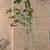 Abutilon Pictum - Japanese Lantern Flowering Maple Plant 4 thumbnail