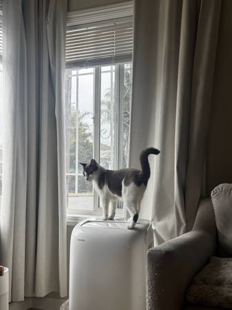 Siamese Cat (San Leandro)