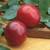 Fruit Trees all dwarf ............prices reduced 21 thumbnail
