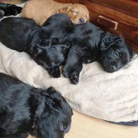 Fluffy goldador puppies!