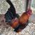 Old English Bantam mini-gamefowl pair 3 thumbnail