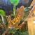 Crested gecko with small re homing fee 3 thumbnail