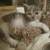 Calico kitten needs loving indoor family 2 thumbnail
