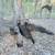 Peacocks 3 thumbnail