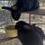 Rabbits 1 thumbnail