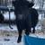 Mini Steer 2 thumbnail