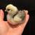 Silkie chicks available (chocolate/black mottled) 2 thumbnail