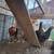 Mixed pullets 2 thumbnail