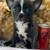 Rehoming Chihuahua Frenchie! 2 thumbnail