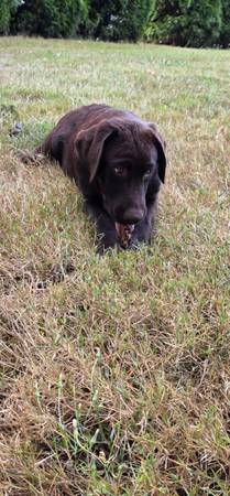 Hembra labrador chocolate (Kalama)63842373040129120