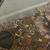 Mojave ball python 3 thumbnail