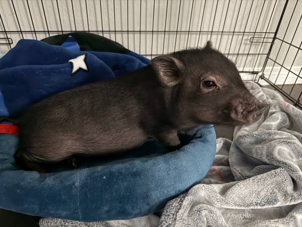 Female mini pig63860184946689120