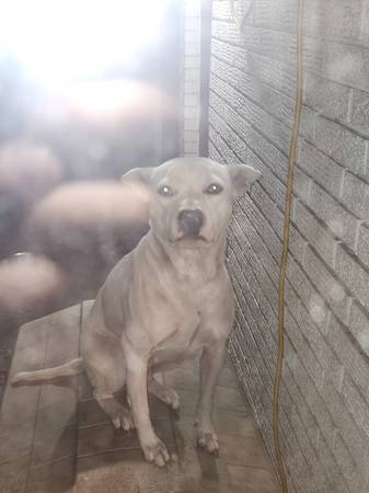 Female Dog (Ellie) 1