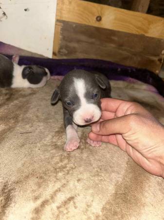 Pitbull Puppies for Adoption (Indio)63920646518275122