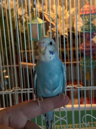 Parakeets with cage63685407403521121