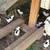 Pinta pita chicks 1 thumbnail