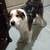 Australian Shepherd/Pitbull mix 1 thumbnail