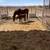 Thoroughbred broodmare 2 thumbnail