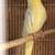 Cacatua 2 thumbnail