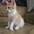 Kittens 1 thumbnail