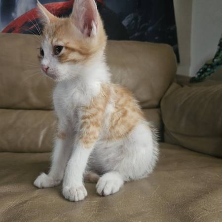 Kittens 1
