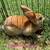 Rex Rabbits 6 thumbnail