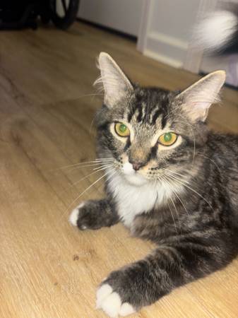 12 Week Old Male Barn Kitten (Elmore)63668241909249120