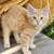 Kitten for adoption 3 thumbnail