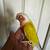Tame Conure 2 thumbnail