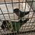 Blackcap pairs 1 thumbnail