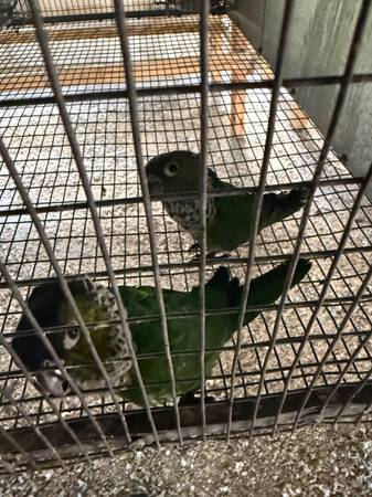 Blackcap pairs 1