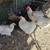 Delaware flock 5 thumbnail