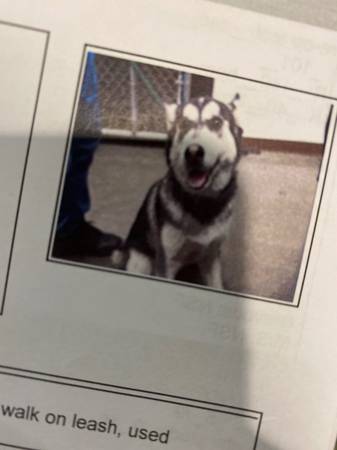 NEED TO REHOME ALASKAN HUSKY64007248305409120