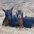 Nigerian Dwarf Goats 14 thumbnail