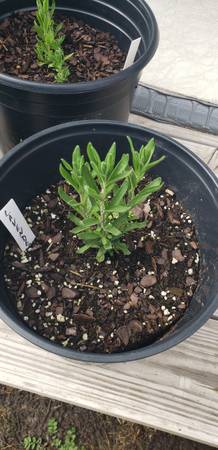 Herb & bell pepper plants 1