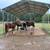 Horse Boarding 5 thumbnail