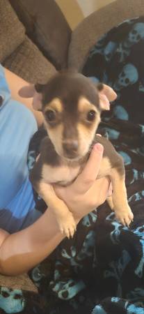 1 cachorro de chihuahua - $1 (Chipley fl)63440128354819121